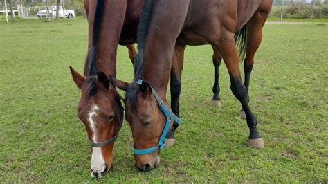 Qué es la encefalitis equina y cómo afecta el virus a los humanos