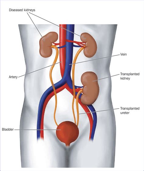 New Kidneys are located really high up. Interestingly discovered that ...