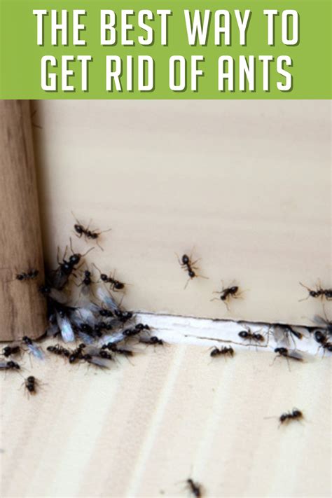 Whether You Want To Prevent Ants From Getting In Or Need Help Getting Them Out Ive Got Easy