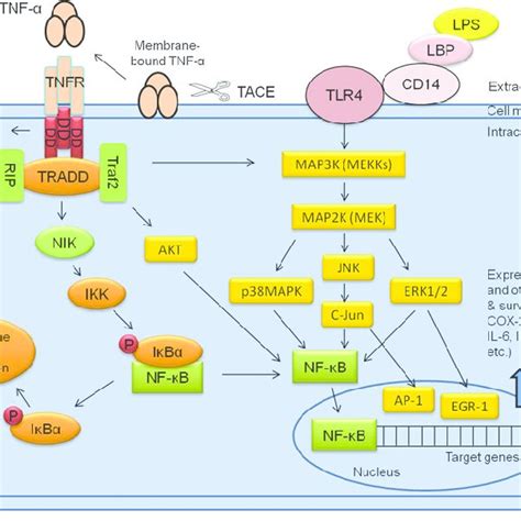 (PDF) Phytochemicals as a potential source for TNF-α inhibitors