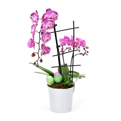 Easter Waterfall Orchid w. Mini Orchids | Rosarium.me | Dubai