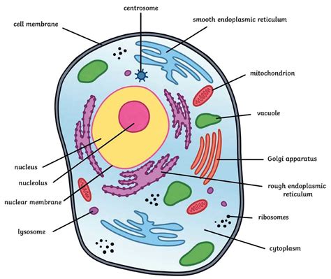 Understanding the Anatomy of an Animal Cell: A Blank Diagram