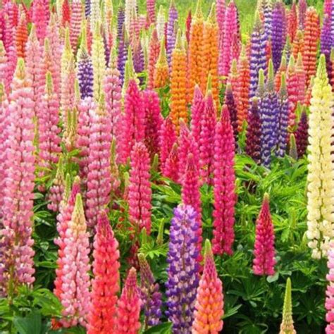 100 Lupine Flower Mix Seeds Russell Perennial Zones 3-9 | Etsy