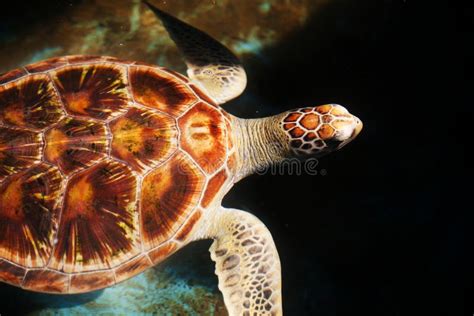 Sea Turtle Stock Image Image Of Reef Turtle Tortoise 137502891