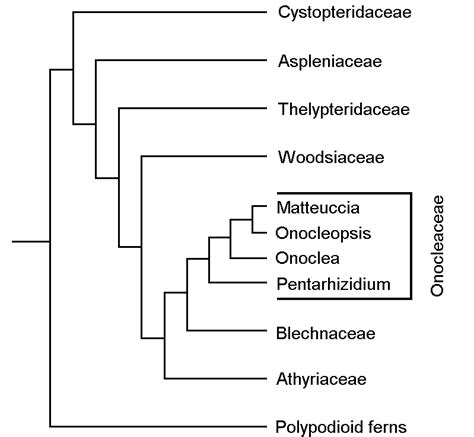 The problem with Cladistics – In His Image