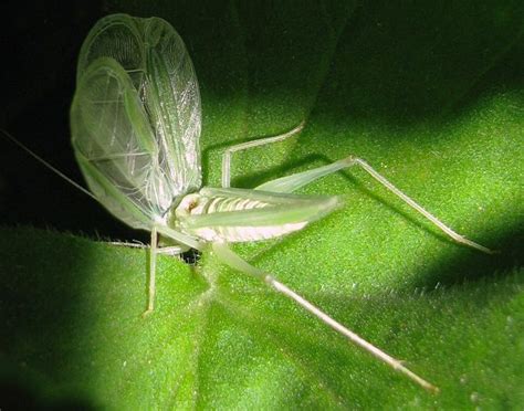 Snowy – TREE CRICKETS