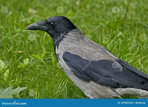 Gray Crow Lat. Corvus Cornix Is A Species Of Birds From The Genus Of Crows. A Gray Crow On The ...