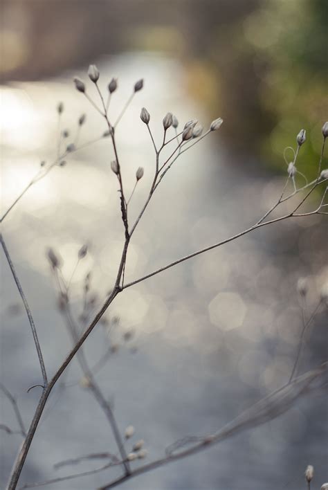 Free Images Tree Water Nature Grass Branch Blossom Winter