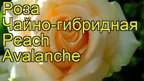 Роза чайно-гибридная Пич Аваланш. Краткий обзор, описание характеристик ...
