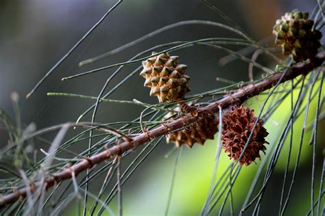 Casuarina Equisetifolia Fruits Stock Photo At Vecteezy