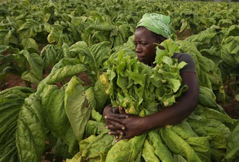 Zimbabwe Tries To Mitigate Tobacco Deforestation