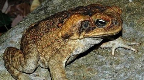 El venenoso sapo de caña una amenaza para la fauna de Australia