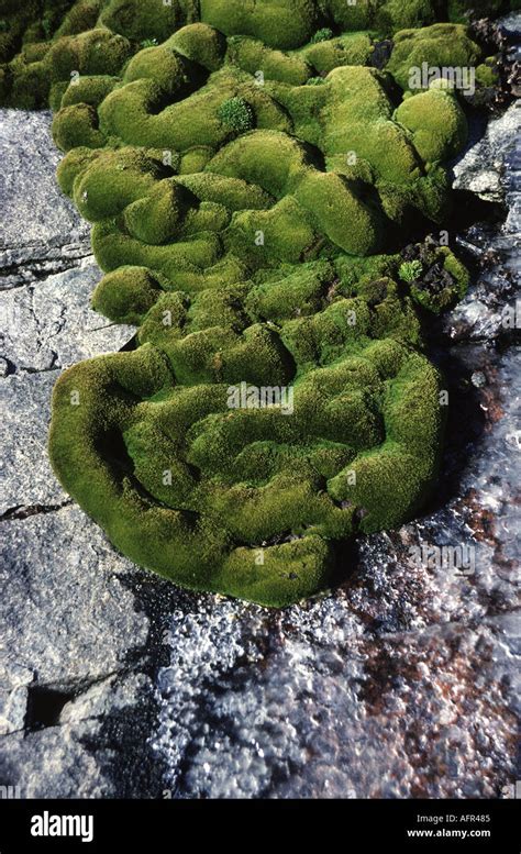 Antarctica moss hi-res stock photography and images - Alamy