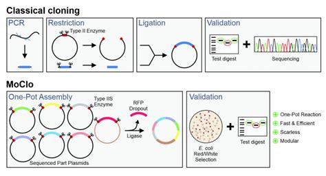 A Modular Cloning Moclo Toolkit For Reliable Intracellular Protein