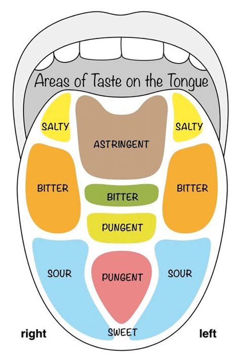 A Diagram Of The Mouth With Different Parts Labeled In Each Section