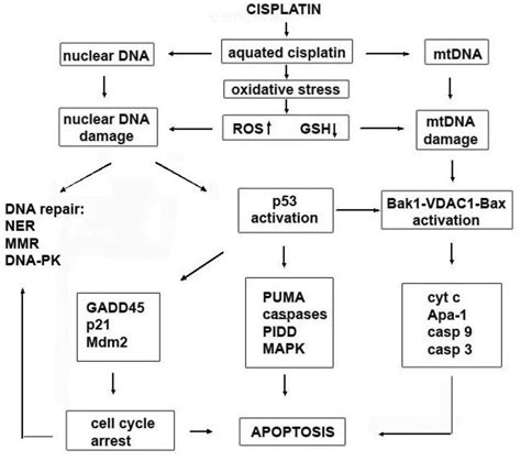 BIOCHEMICAL AND MOLECULAR MECHANISMS OF ACTION OF CISPLATIN IN CANCER