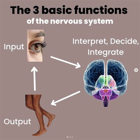 The 3 Basic Functions of the Nervous System — Neuro Train