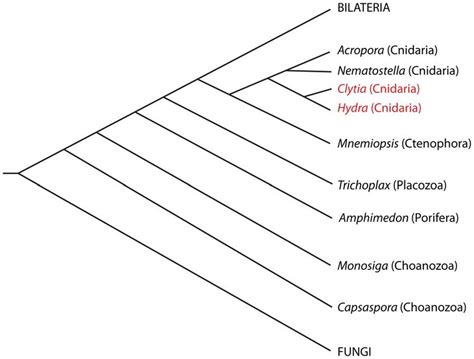 Distribution Of The Flp Gene Among Opisthokonts Evolutionary