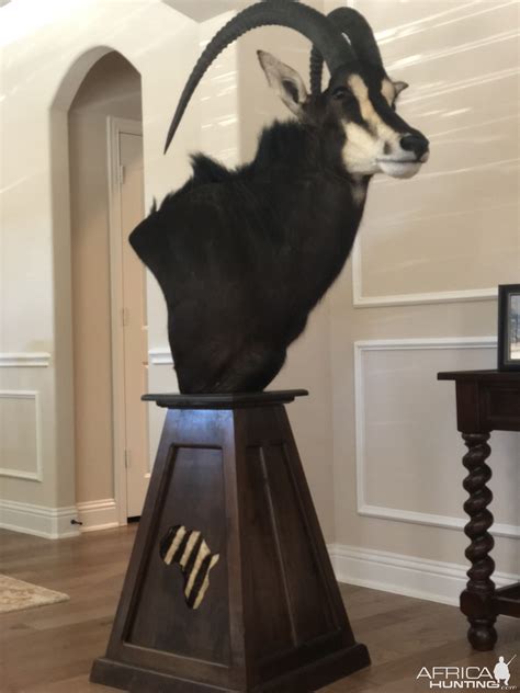 Sable Antelope Shoulder Mount Pedestal Taxidermy