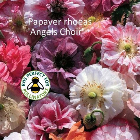 Papaver Rhoeas Angels Choir Shop Country Garden Uk