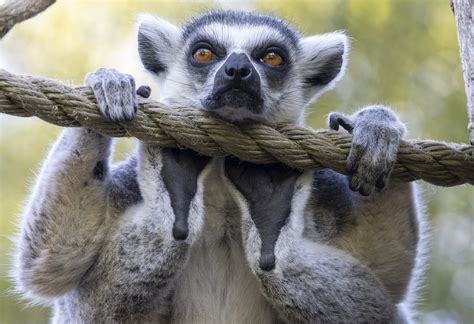 Lemur Hd Wallpapers And Backgrounds 6090 Hot Sex Picture