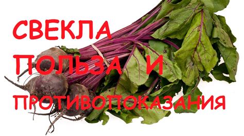 Свекла. Польза и вред для организма. - YouTube