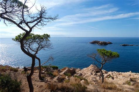 Pins Rochers Et Falaises Sur La Costa Brava Catalane En Mer