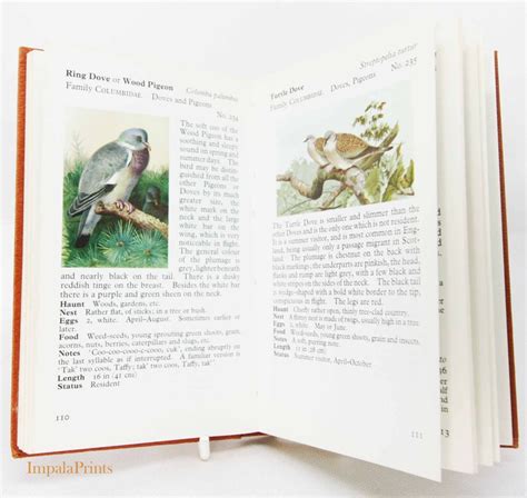 Birdwatching Guide Book Vintage Nature Hardback Ornothology | Etsy UK