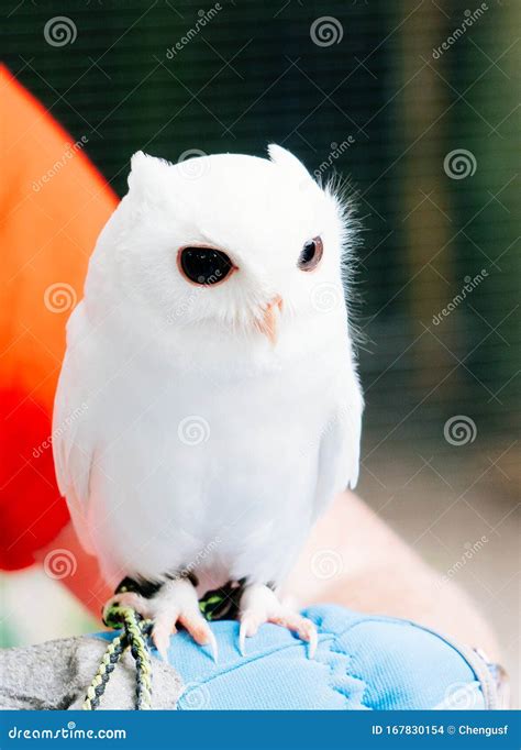 A cute baby pure white owl stock photo. Image of sleep - 167830154