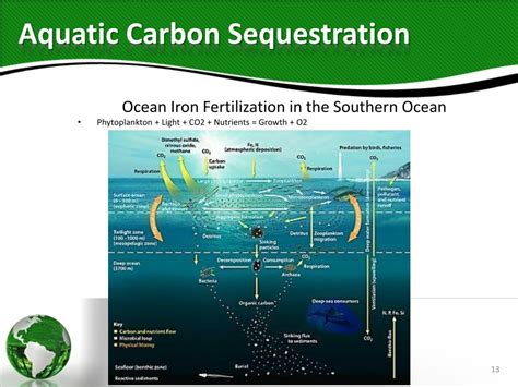 PPT - Methods of Carbon Sequestration PowerPoint Presentation, free ...