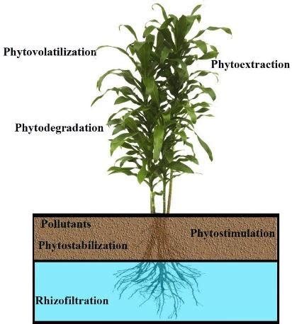 The Mechanism Of Different Types Of Phytoremediation In The Plants