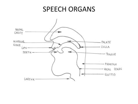 Speech Organs And Sounds They Produce Ppt