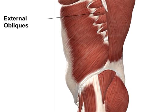 Anatomical Name Of Lower Back Muscles - Muscle Names Of Lower Back ...