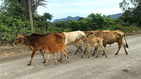 Kawanan Sapi Lembu Jinak Dan Lucu Berjalan Ramai Ramai Di Pagi Hari