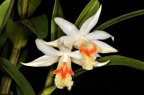 Dendrobium Williamsonii Formosaeorchidaceae Dendrobiinae Flickr