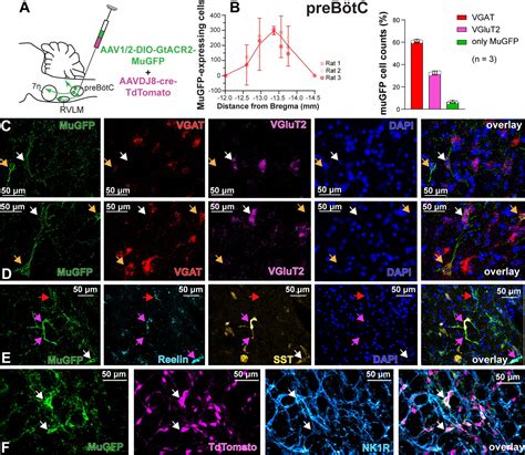 Selective transduction and photoinhibition of pre Bötzinger complex