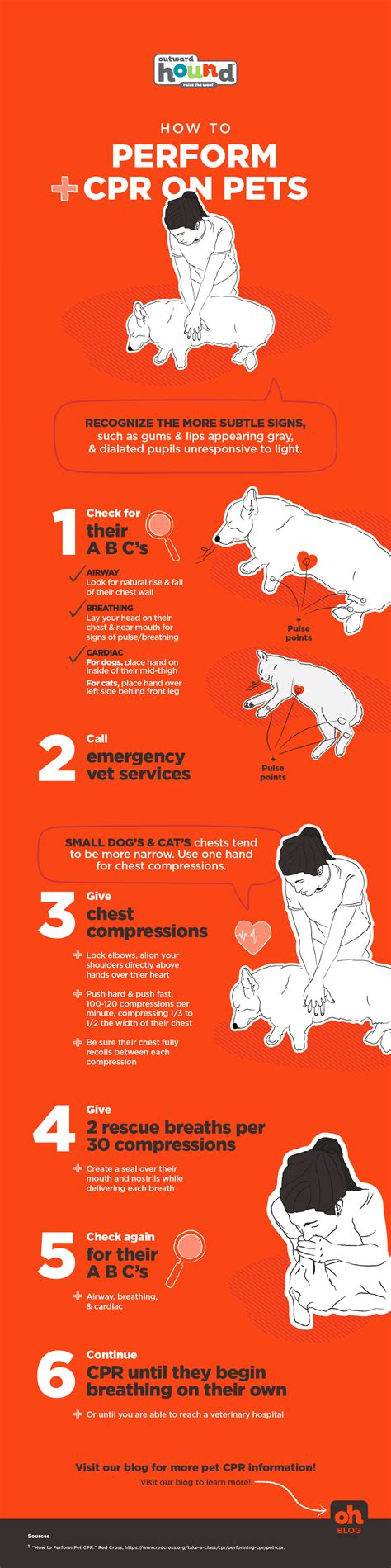 How to Perform CPR on a Dog or Cat | Cat cpr, How to perform cpr, Cpr