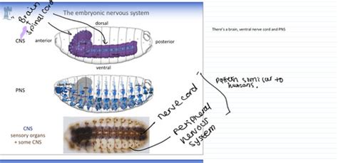 Invertebrates Flashcards Quizlet