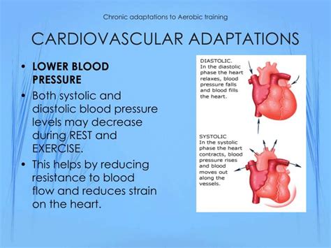 Ppt Chronic Adaptations To Training Powerpoint Presentation Id 1185976