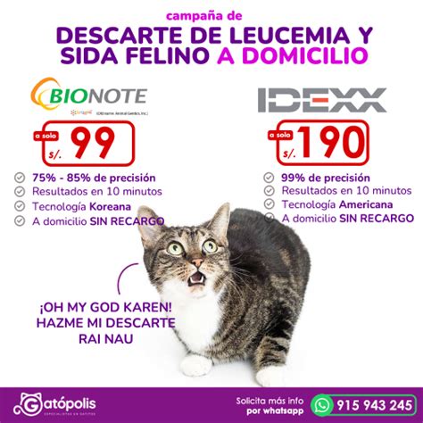 Veterinaria Especialista En Gatos Gat Polis