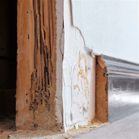 How Long Does A Termite Treatment Last Emtec Pest Control