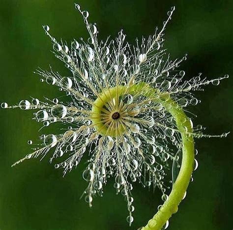 Fibonacci in nature ・・・ #benbrowne | Fractals in nature, Patterns in ...