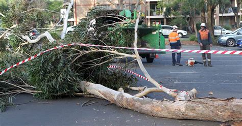Fallen tree hits two cars, blocks exit of car park at Gymea | St George