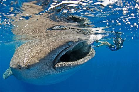 Best Shark Photographs From The Last Ten Years Of Photo Contests