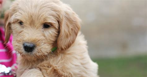 Faithful Doodles Ellas 7 Week Old F1 English Goldendoodles Southern