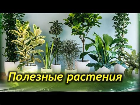 Какие растения разместить в прихожей - растения для прихожей, которые ...