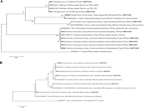 Phylogenetic Analysis Of The Pib Type Atpase Zntacadapbra A And Rnd