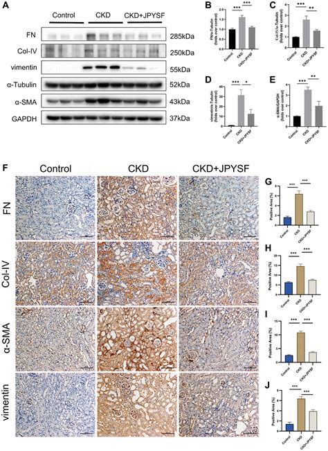 Jian Pi Yi Shen Formula Alleviates Renal Fibrosis By Restoring NAD