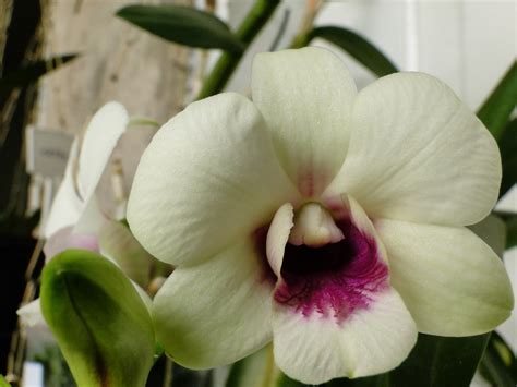 Orquidário OrquivivA: Orquídea Denphal