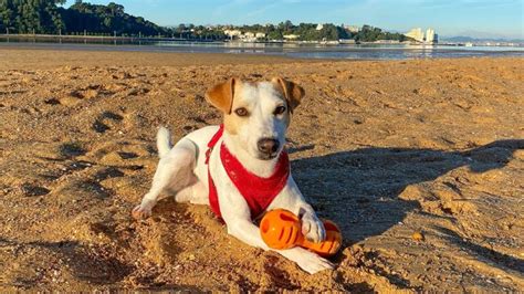 Descubre La Costa Brava Y Vive Aventuras Caninas 2024